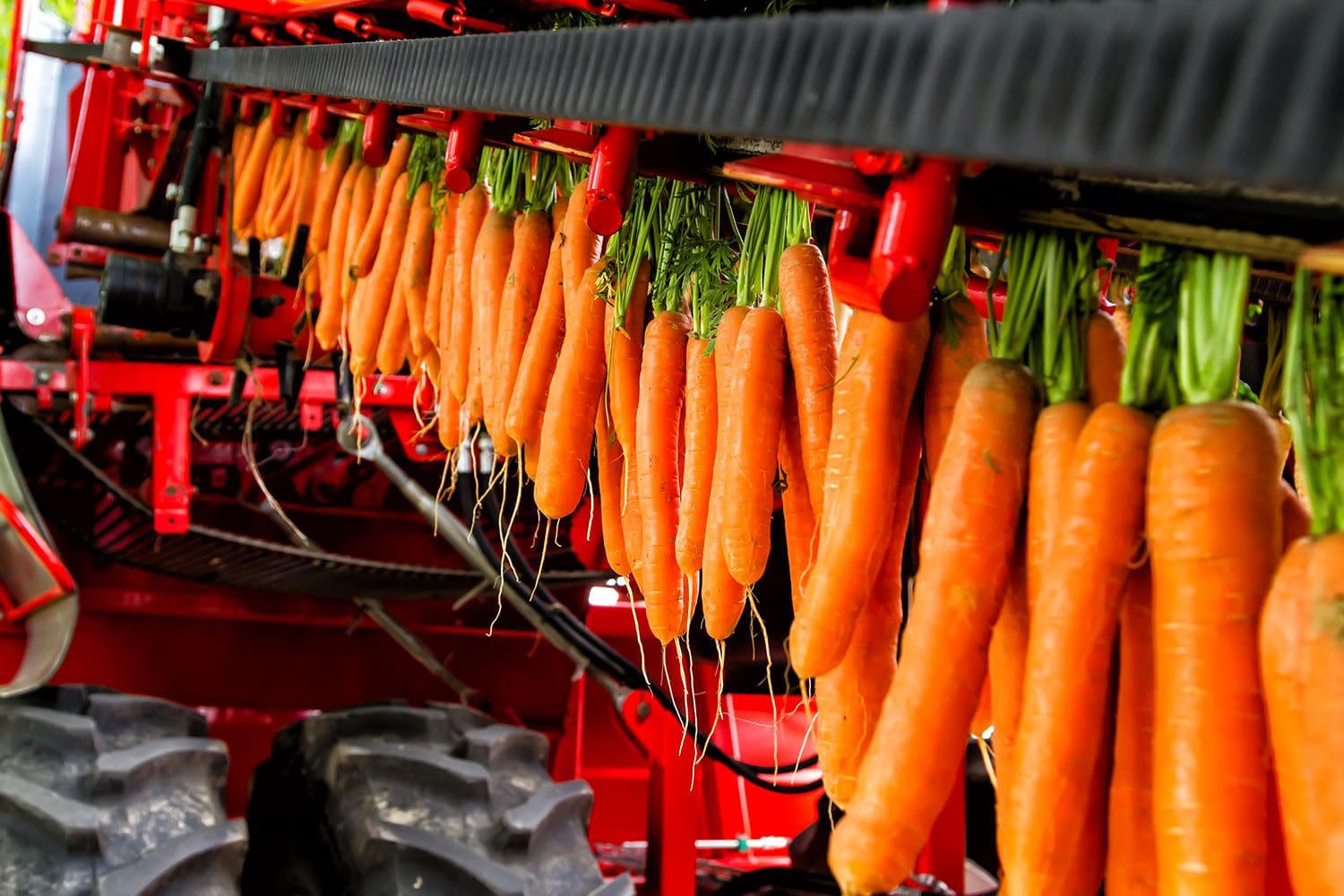 farm harvest carrots - food conveyor belt & machinery belts manufactured by Rainbow Rubber & Plastics