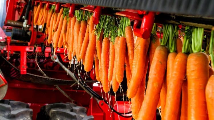 carrot harvesting machine with rubber belt